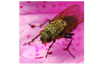 Cluster Flies